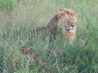 Lion